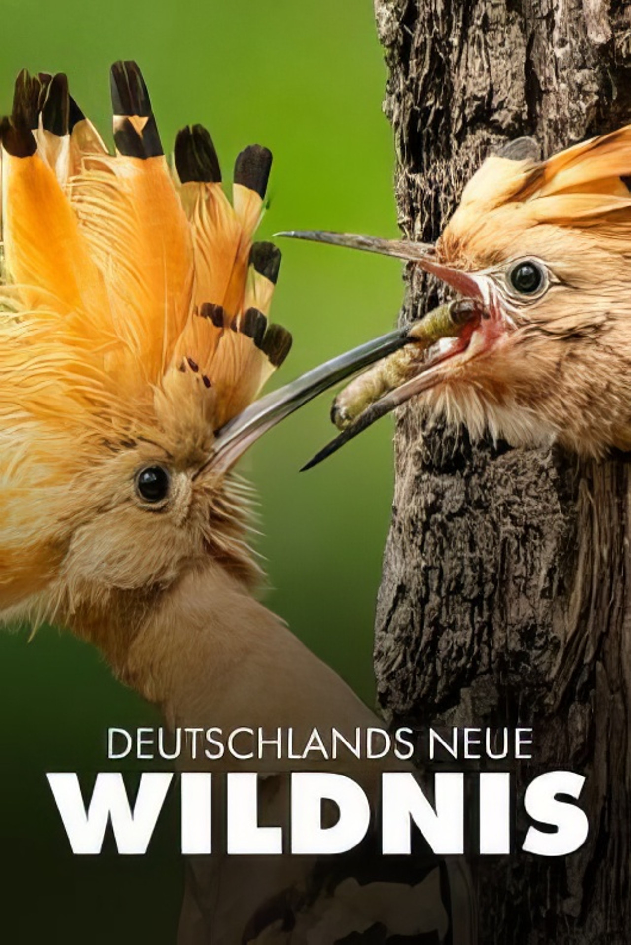 Deutschlands neue Wildnis filmaffisch