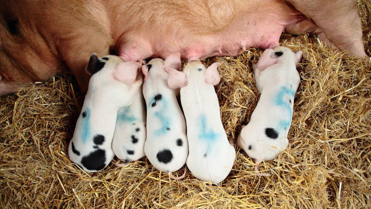 Cast and Crew of Super cochon