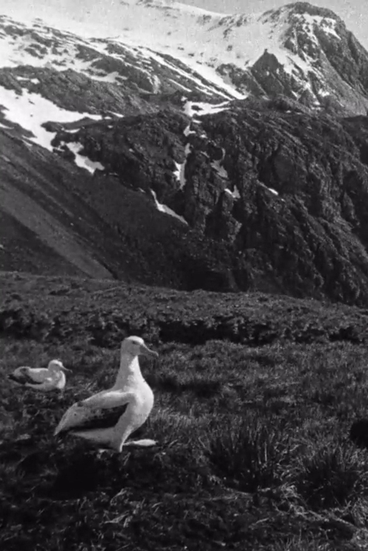 Shackleton South Georgia Birds Backdrop