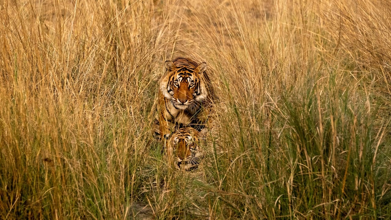 Image Những Sinh Vật Khổng Lồ - Big Beasts