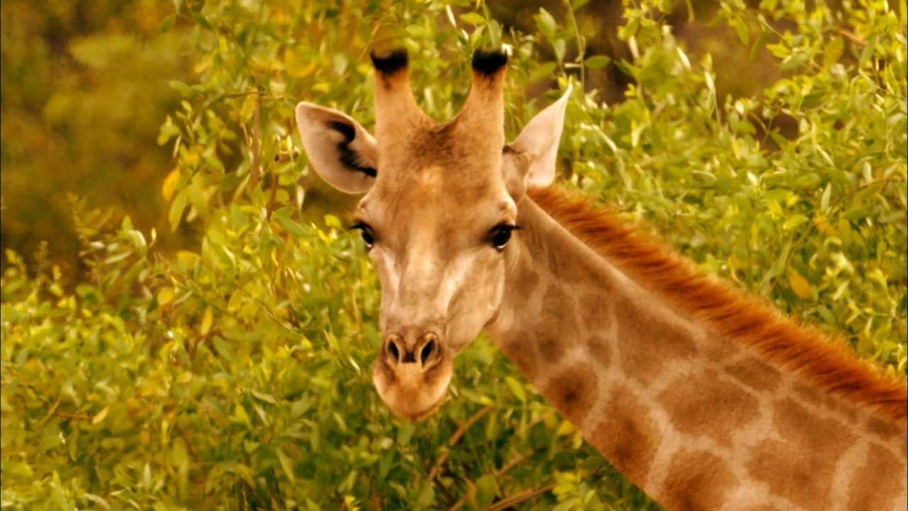 Nature - Season 35 Episode 3 : Giraffes: Africa's Gentle Giants