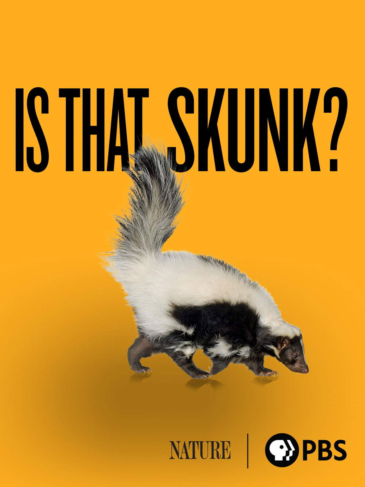Is That Skunk? Backdrop