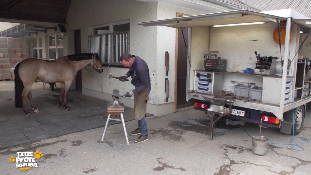 Tatze, Pfote, Schnabel - Season 1 Episode 2 : Episode 2