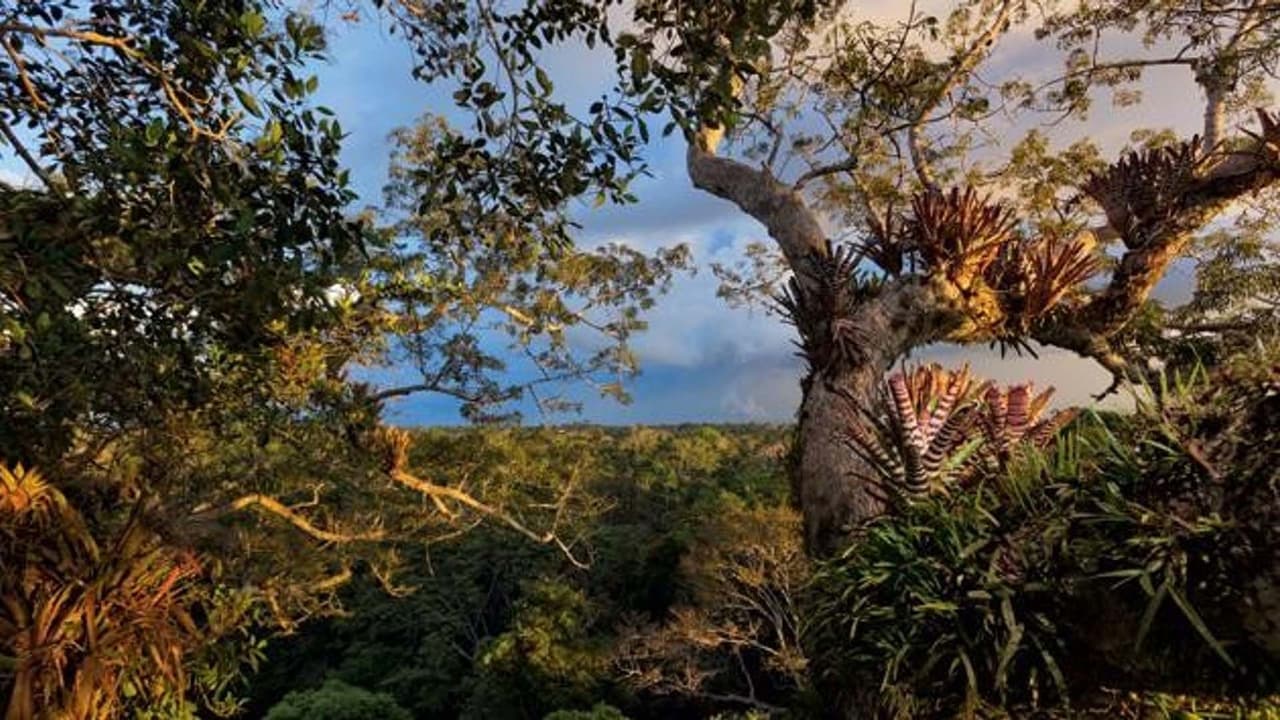 Secret Life of the Rainforest background