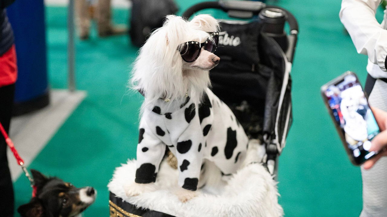 Crufts — Épisode 4