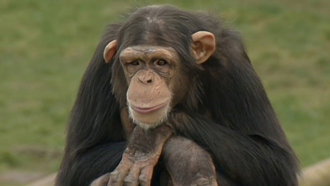 Monkey Business — Épisode 1