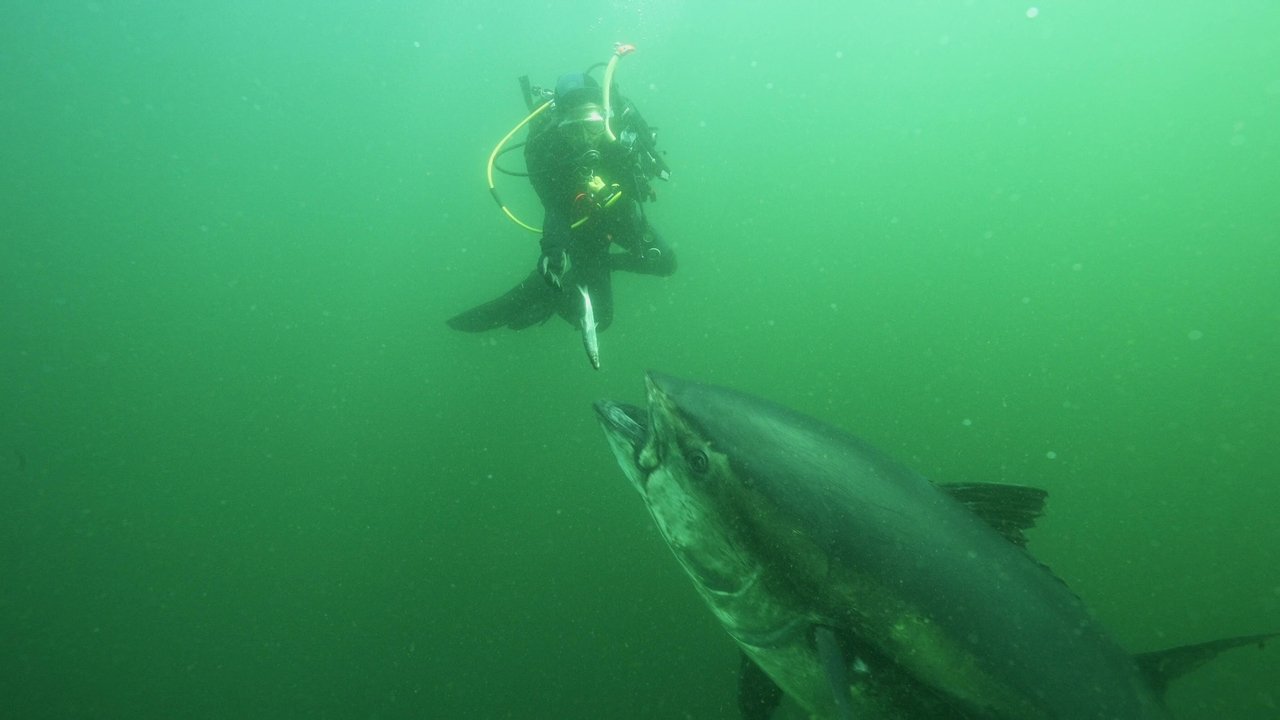 Bluefin background