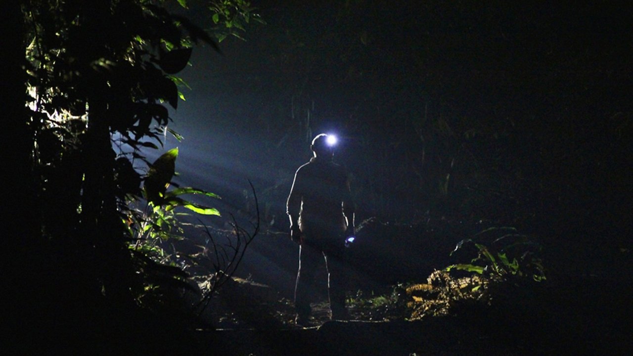 La oscuridad: el mundo nocturno de la naturaleza