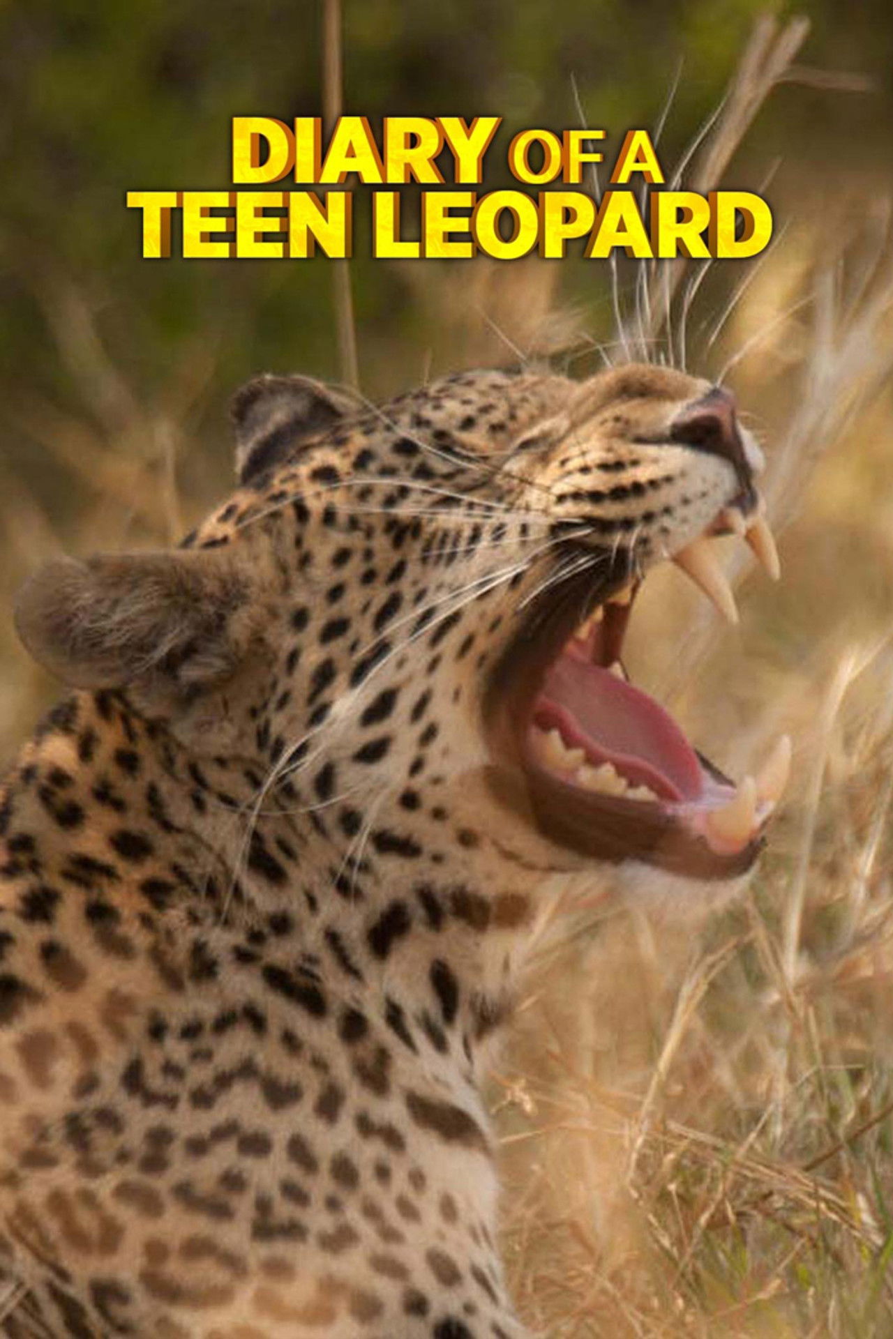 Diary of a Teen Leopard poster