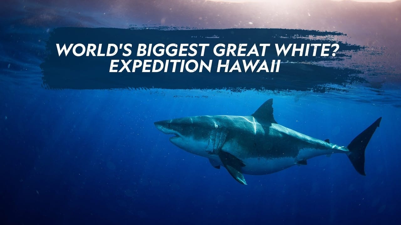 World's Biggest Great White? background