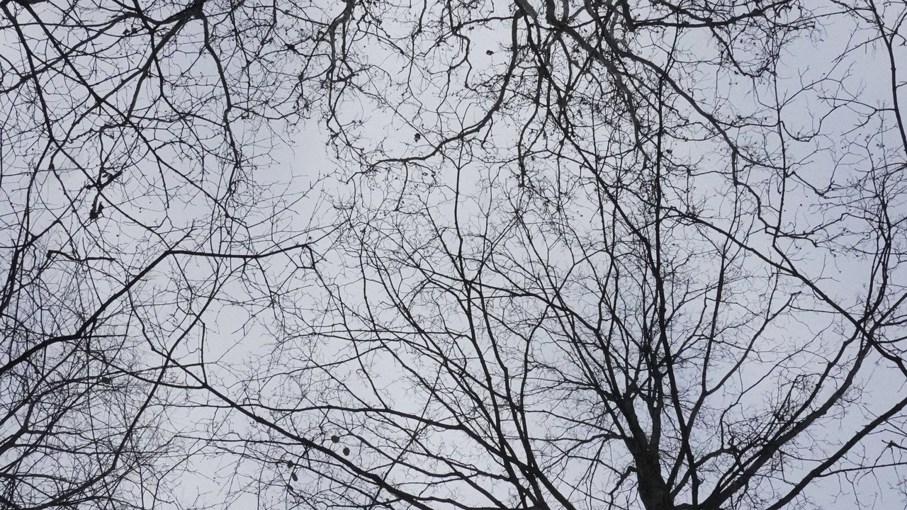 What Happened to Leo?