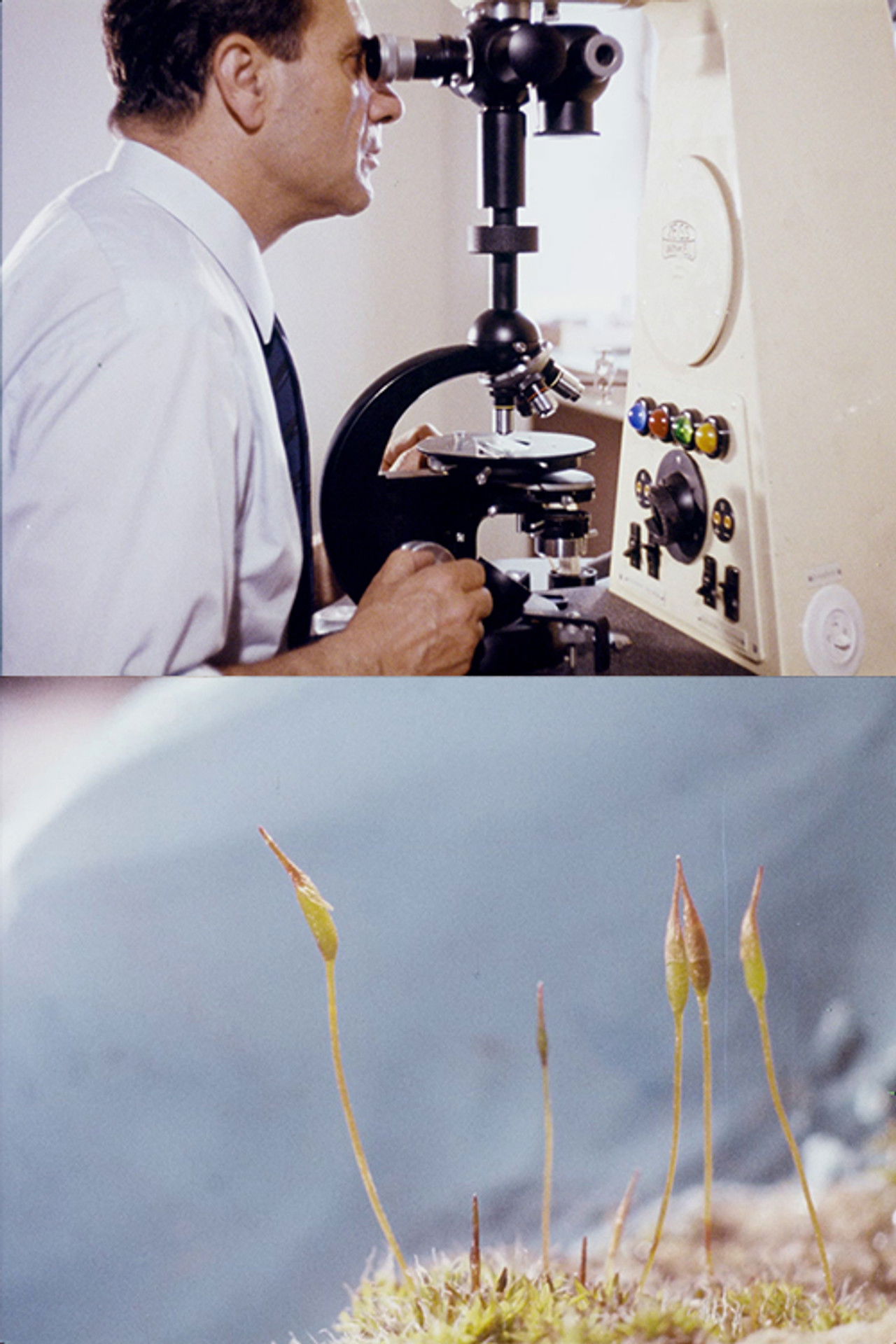 Un pequeño colonizador verde Backdrop
