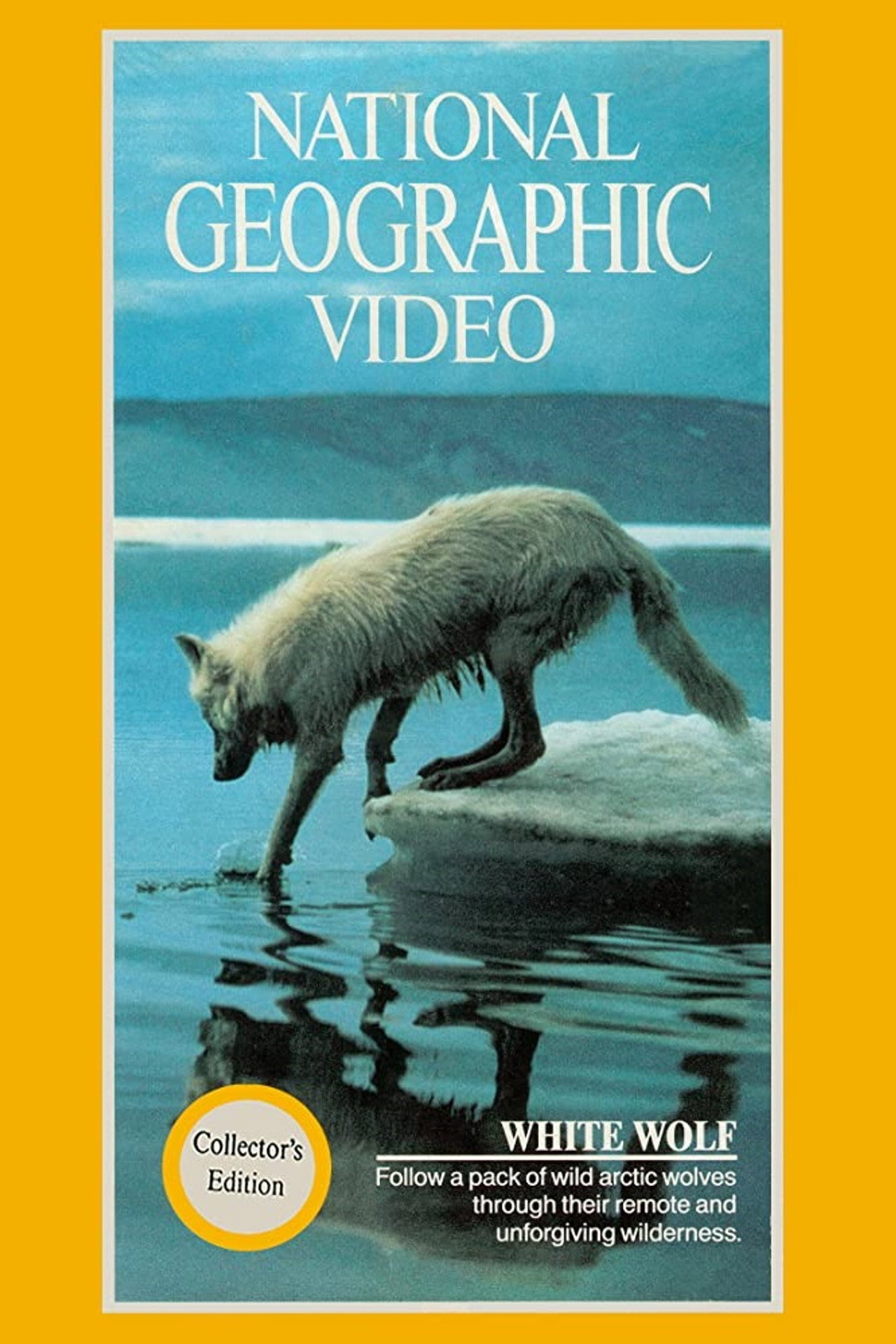 National Geographic: White Wolf Backdrop