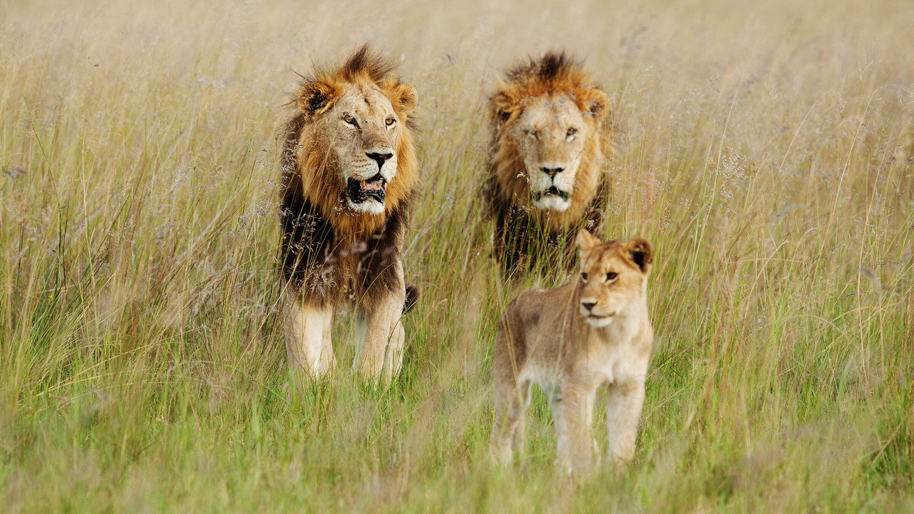 Wild Botswana backdrop