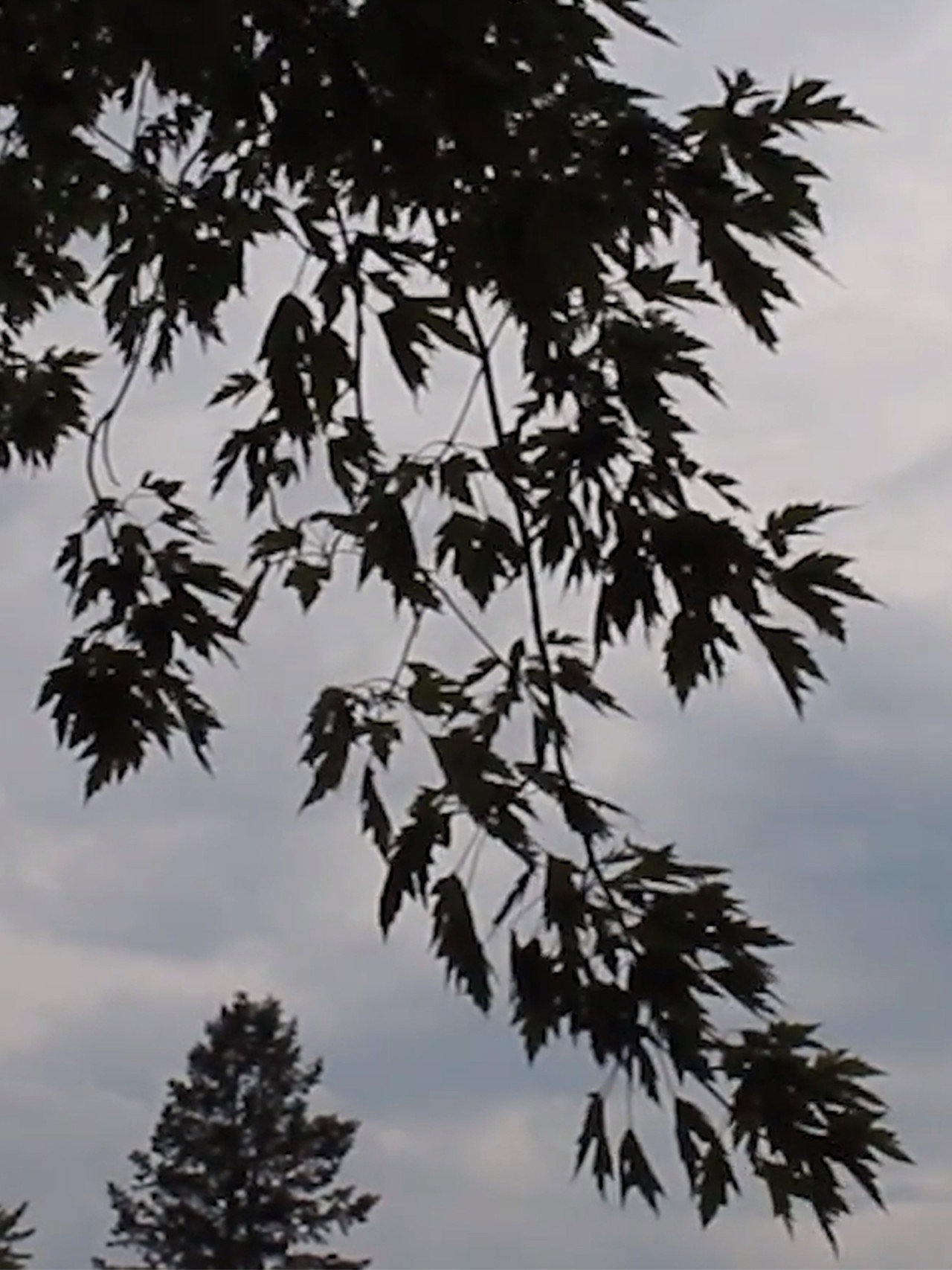 Natural Intoxication filmaffisch