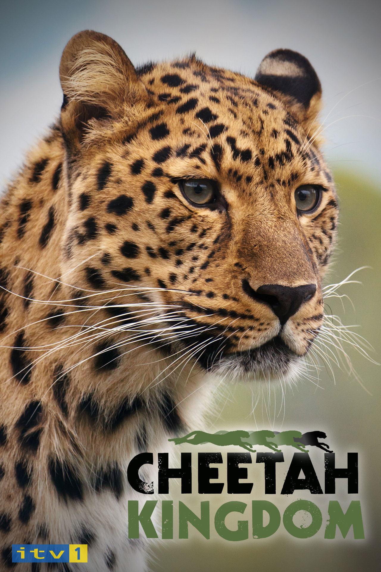 Cheetah Kingdom poster