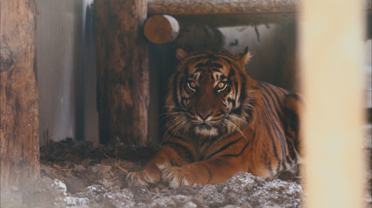 Vantara: Santuary Stories - Season 1 Episode 2 : Animal Enrichment