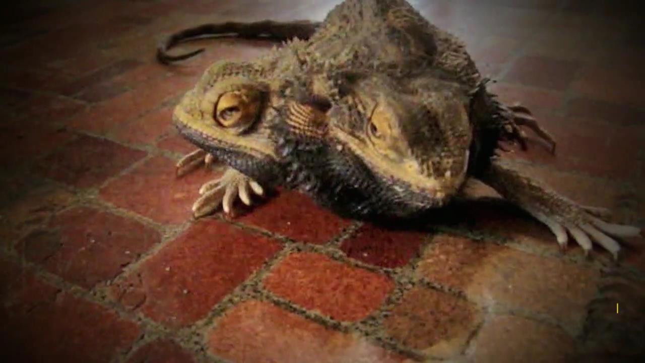 World's Weirdest — Épisode 1