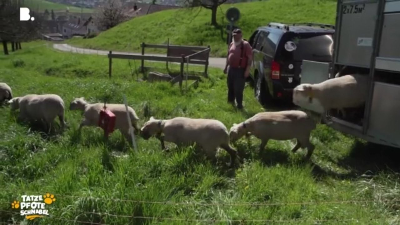 Tatze, Pfote, Schnabel - Season 3 Episode 16 : Episode 16