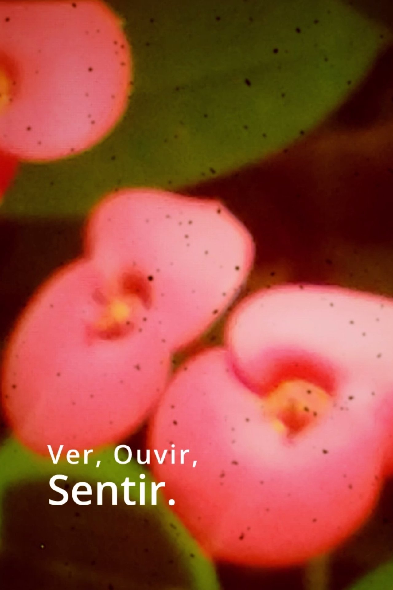 Ver, Ouvir, Sentir. poster