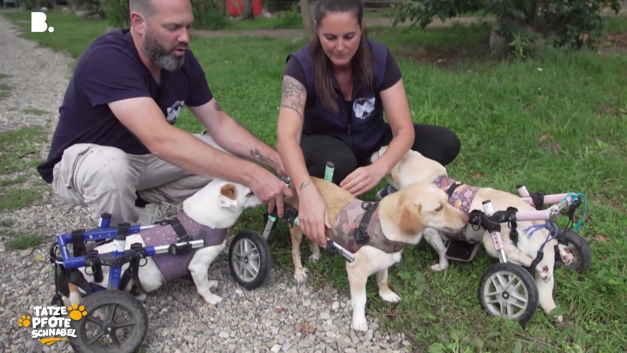 Tatze, Pfote, Schnabel - Season 3 Episode 26 : Episode 26