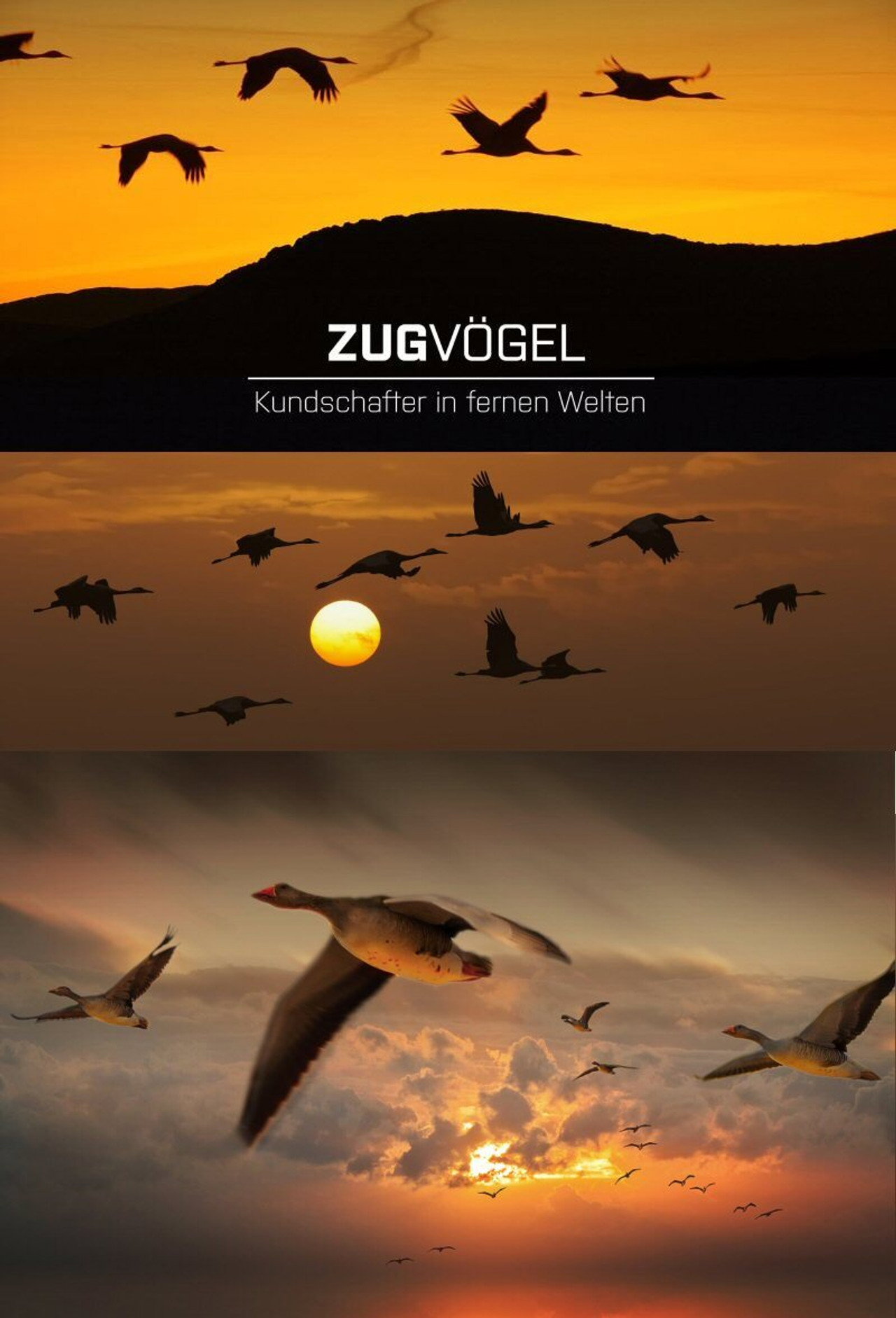 Zugvögel - Kundschafter in fernen Welten filmaffisch