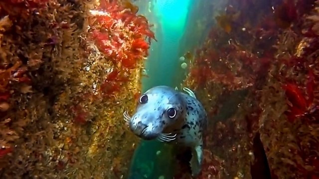 Wonderful Wildlife
