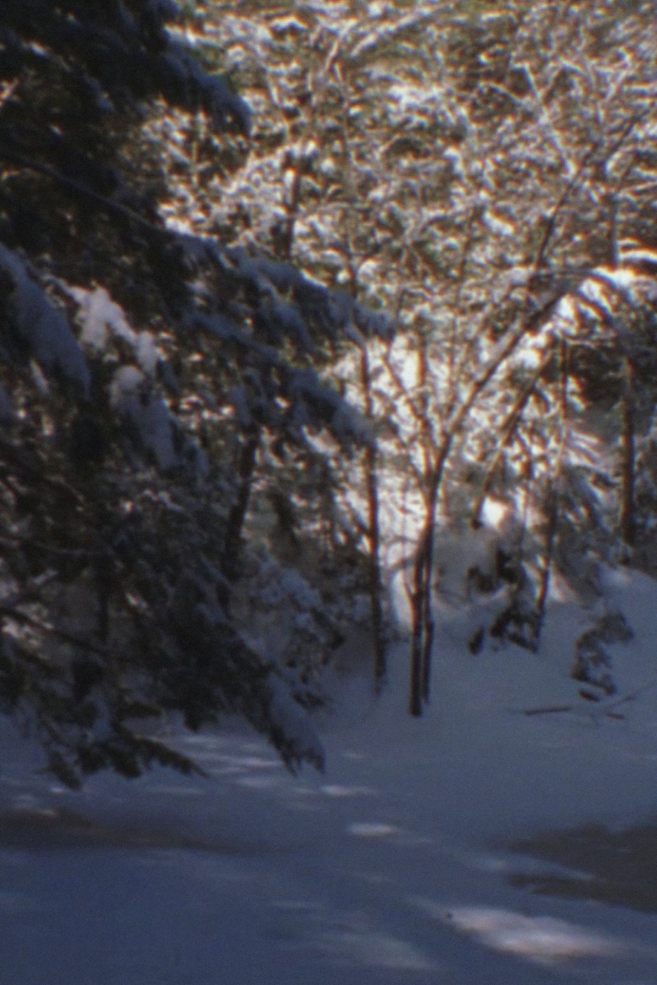 Winter Beyond Winter filmaffisch