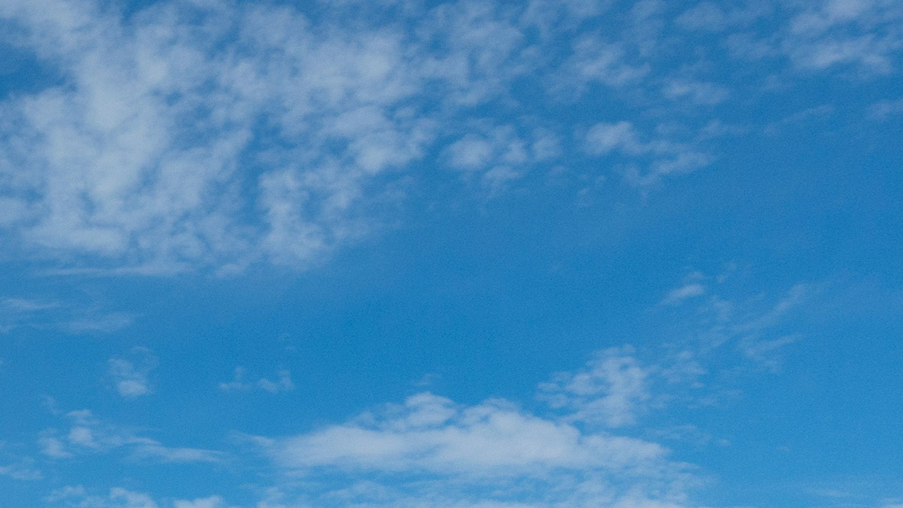 Crashing a Beluga Whale Party