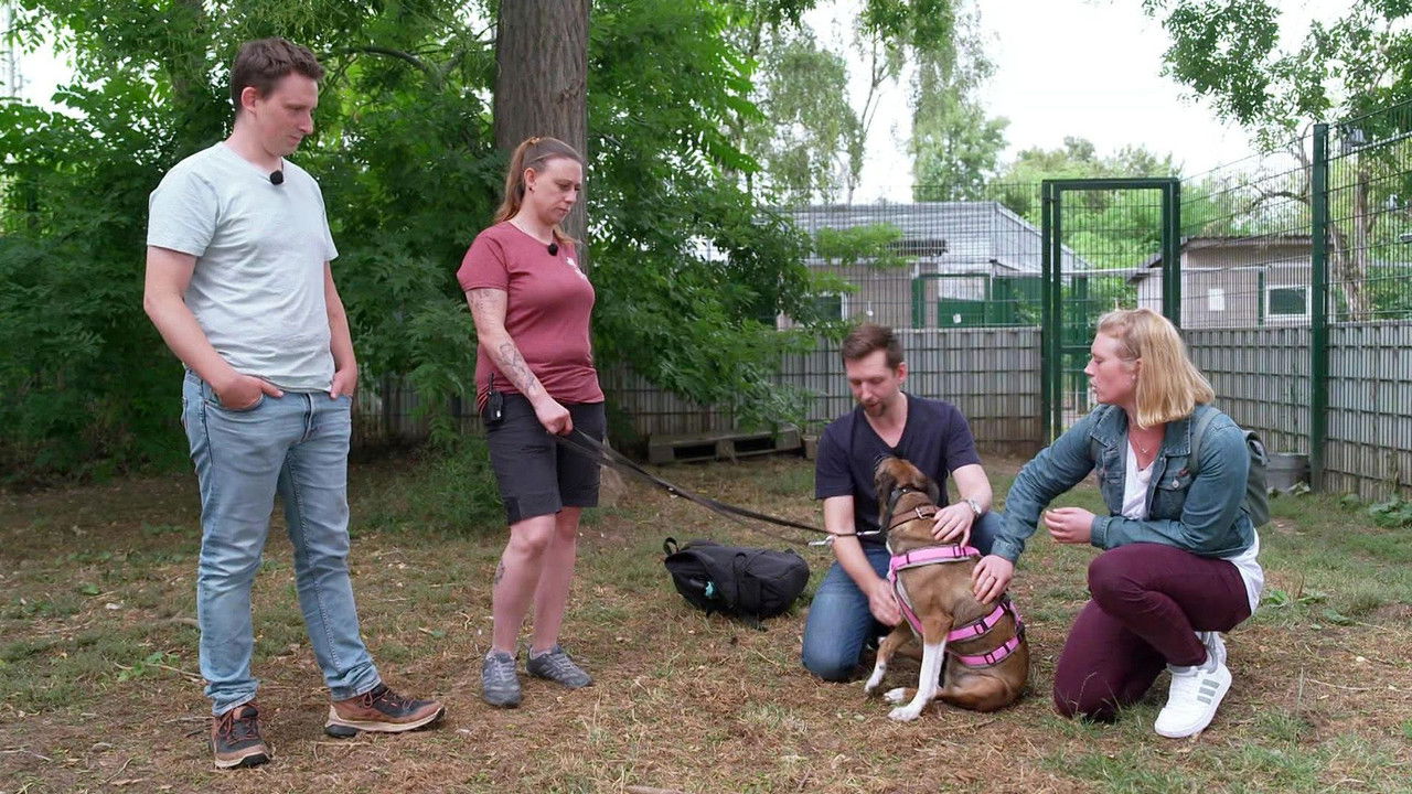 Die Unvermittelbaren - mit Martin Rütter — Épisode 7