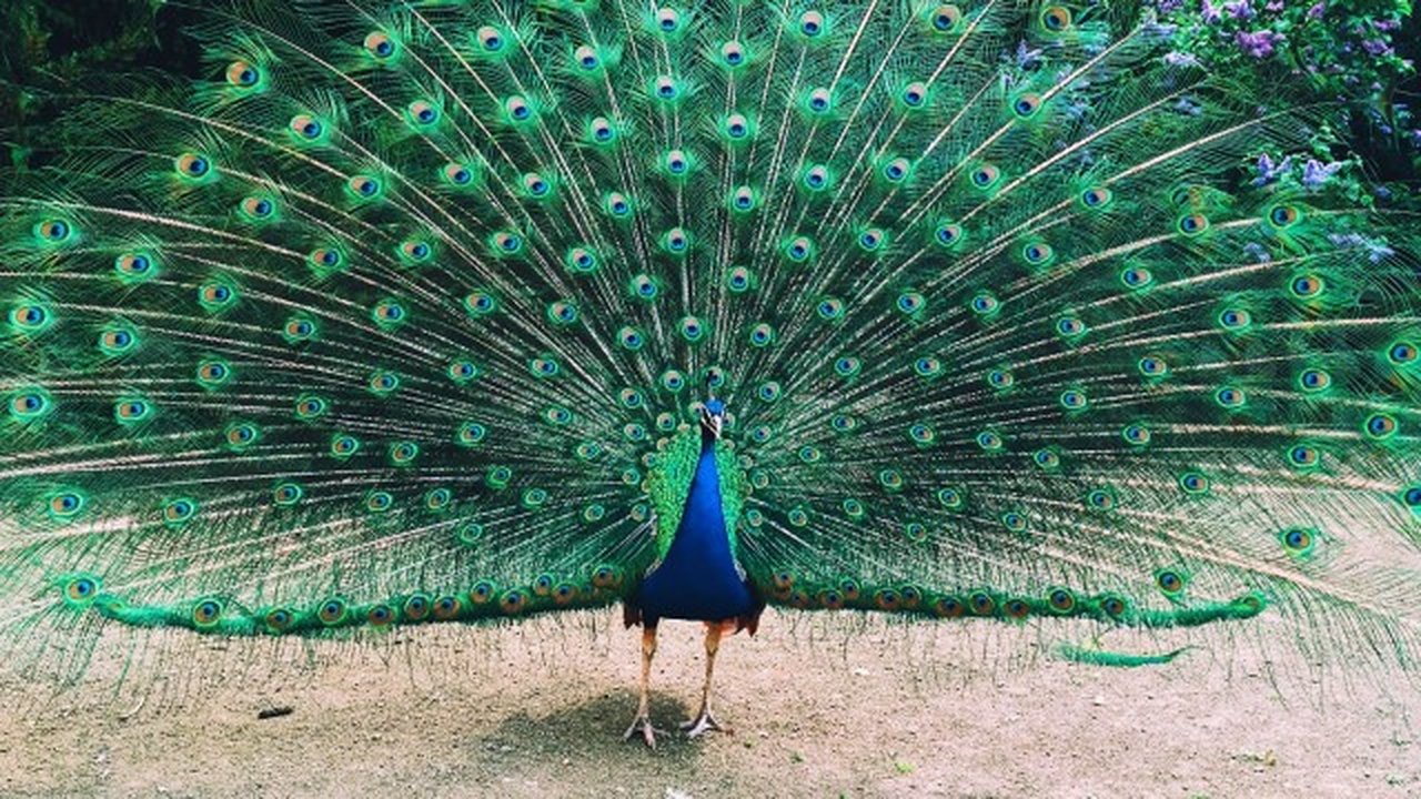 Understanding Variations in Plumage