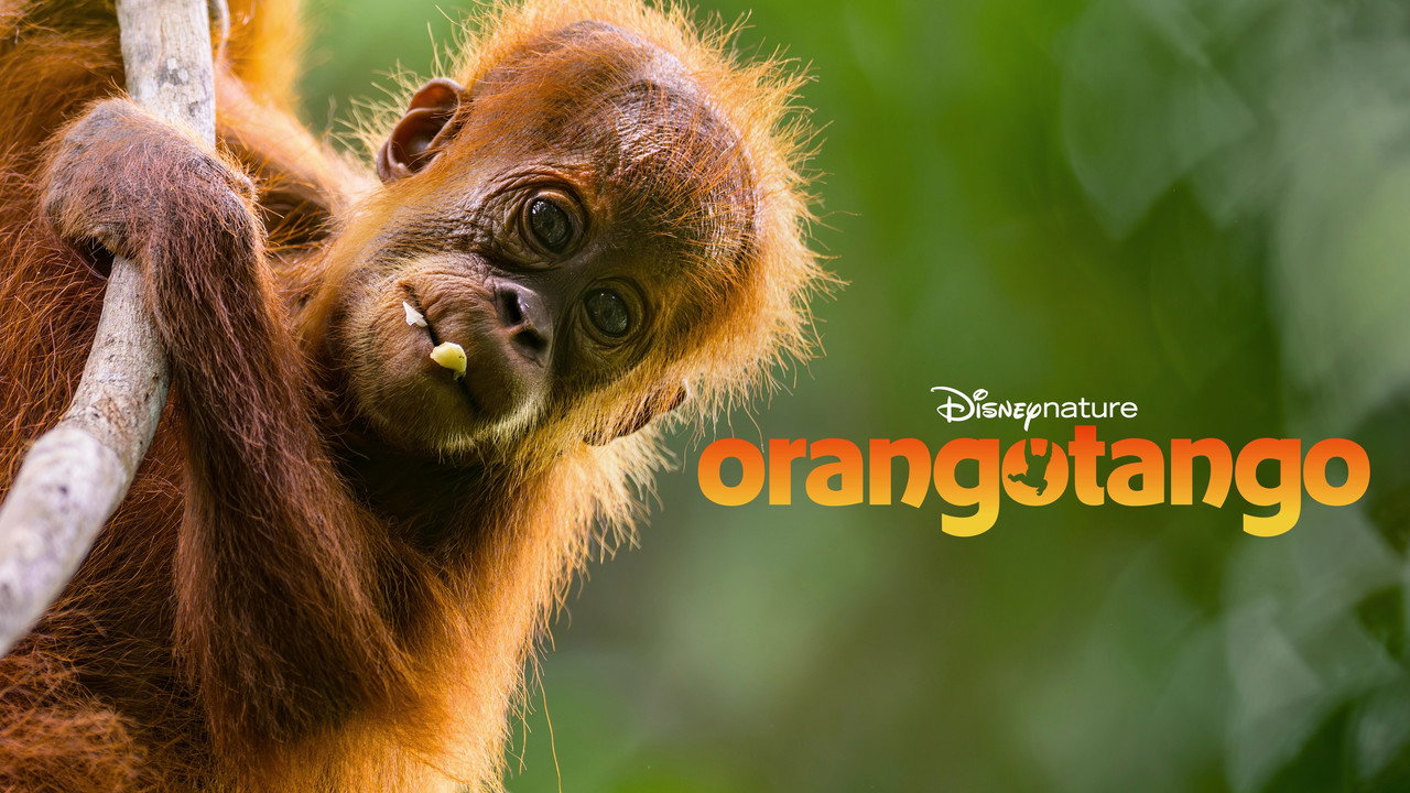 Orangutan backdrop