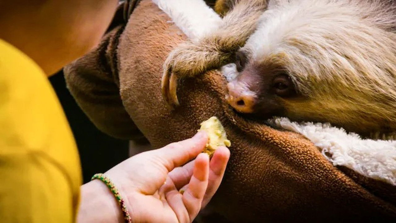 Jonahs dyreverden — Épisode 10