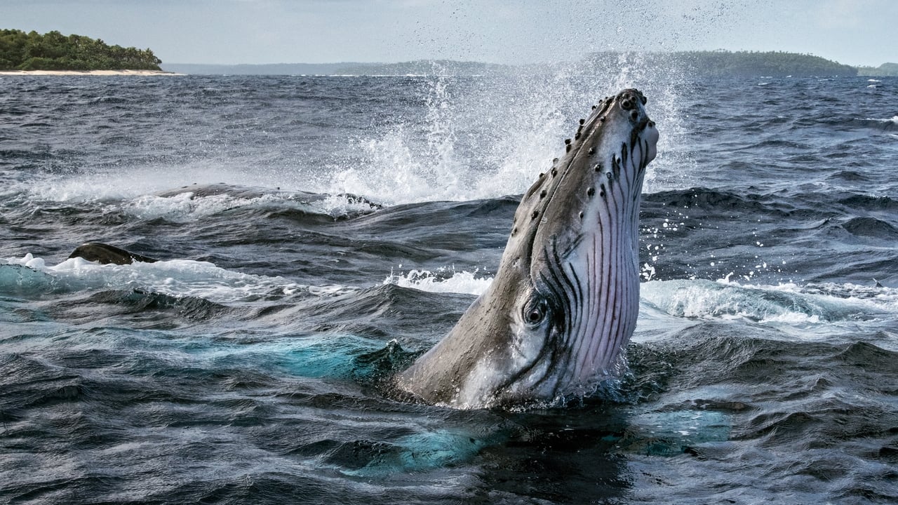 Cast and Crew of Secrets of the Whales