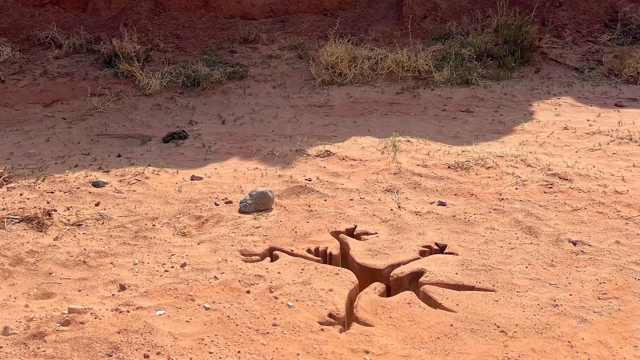 Coyote vs. Acme