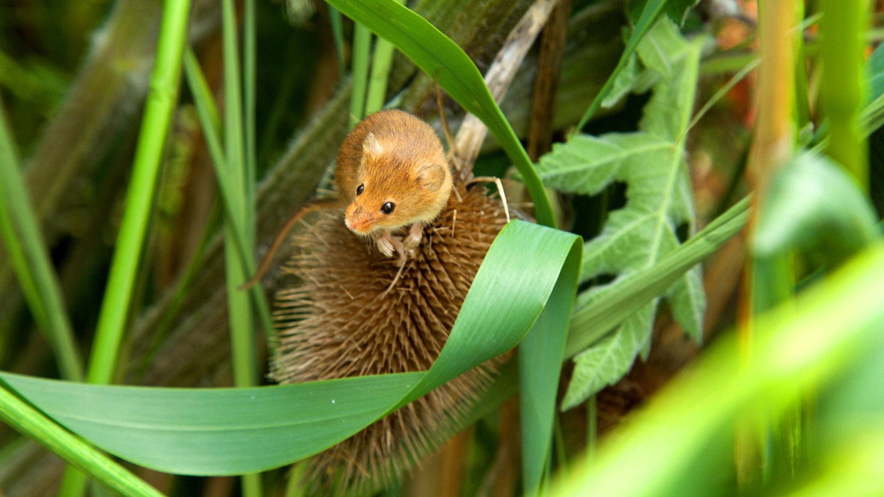 Backdrop for Yorkshire: A Year in The Wild
