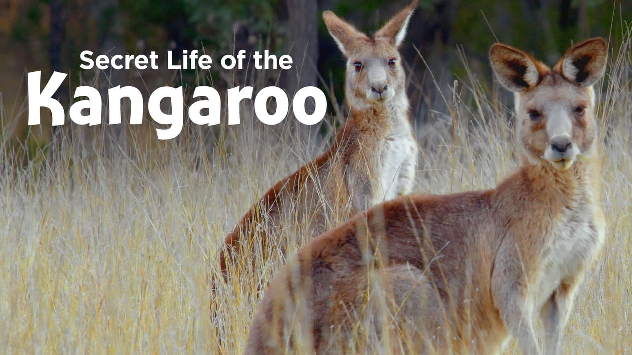 Secret Life of the Kangaroo background