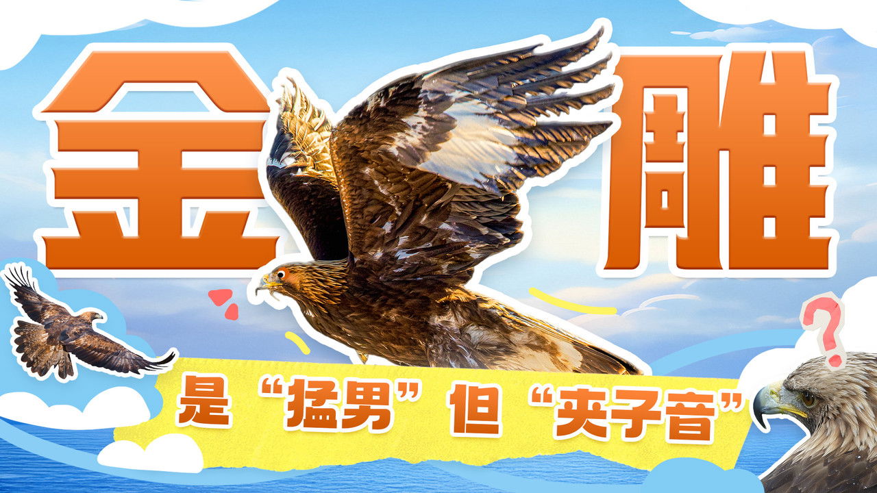 斑马百科探索 — Épisode 24