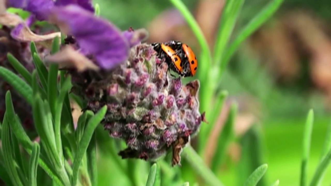 World's Weirdest — Épisode 3