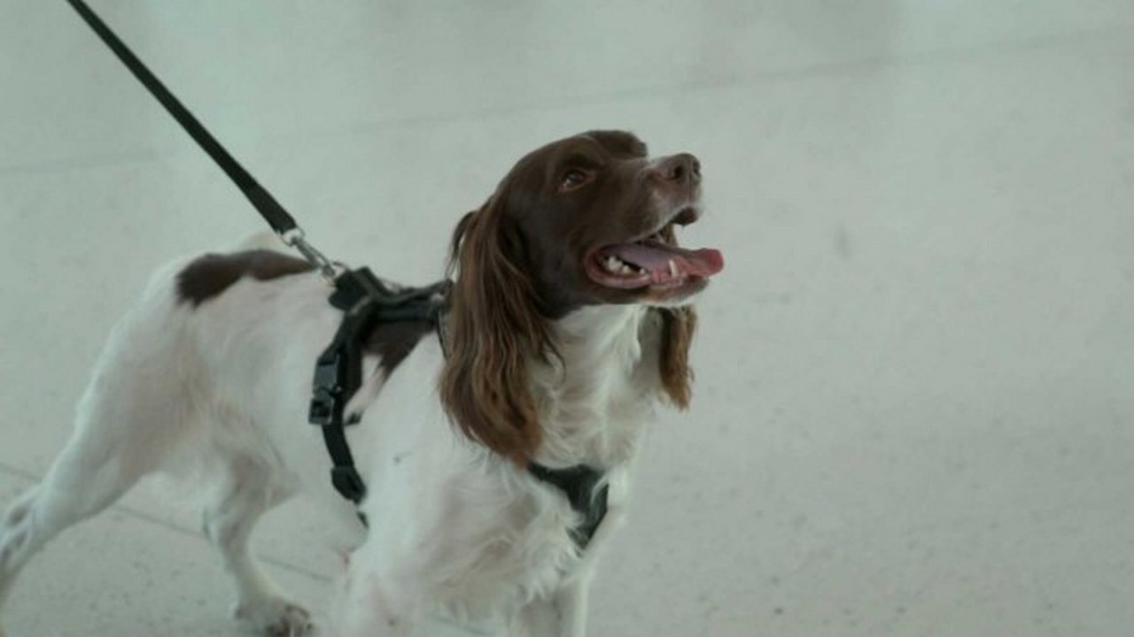 Border Control: Sweden - Season 3 Episode 7 : Control on a Party Cruise