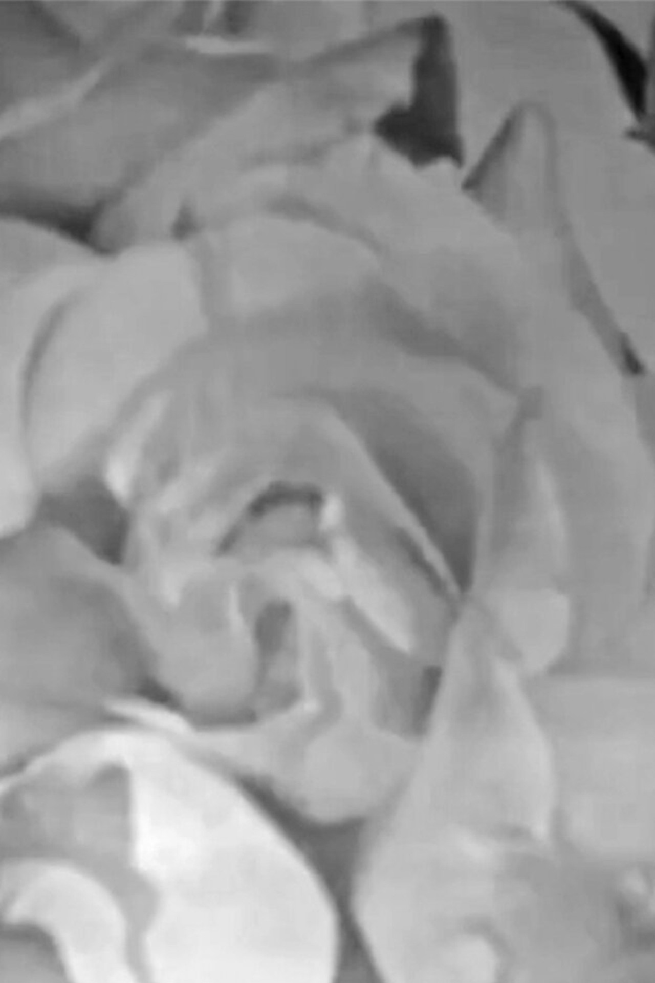 Roses in Full Colour filmaffisch