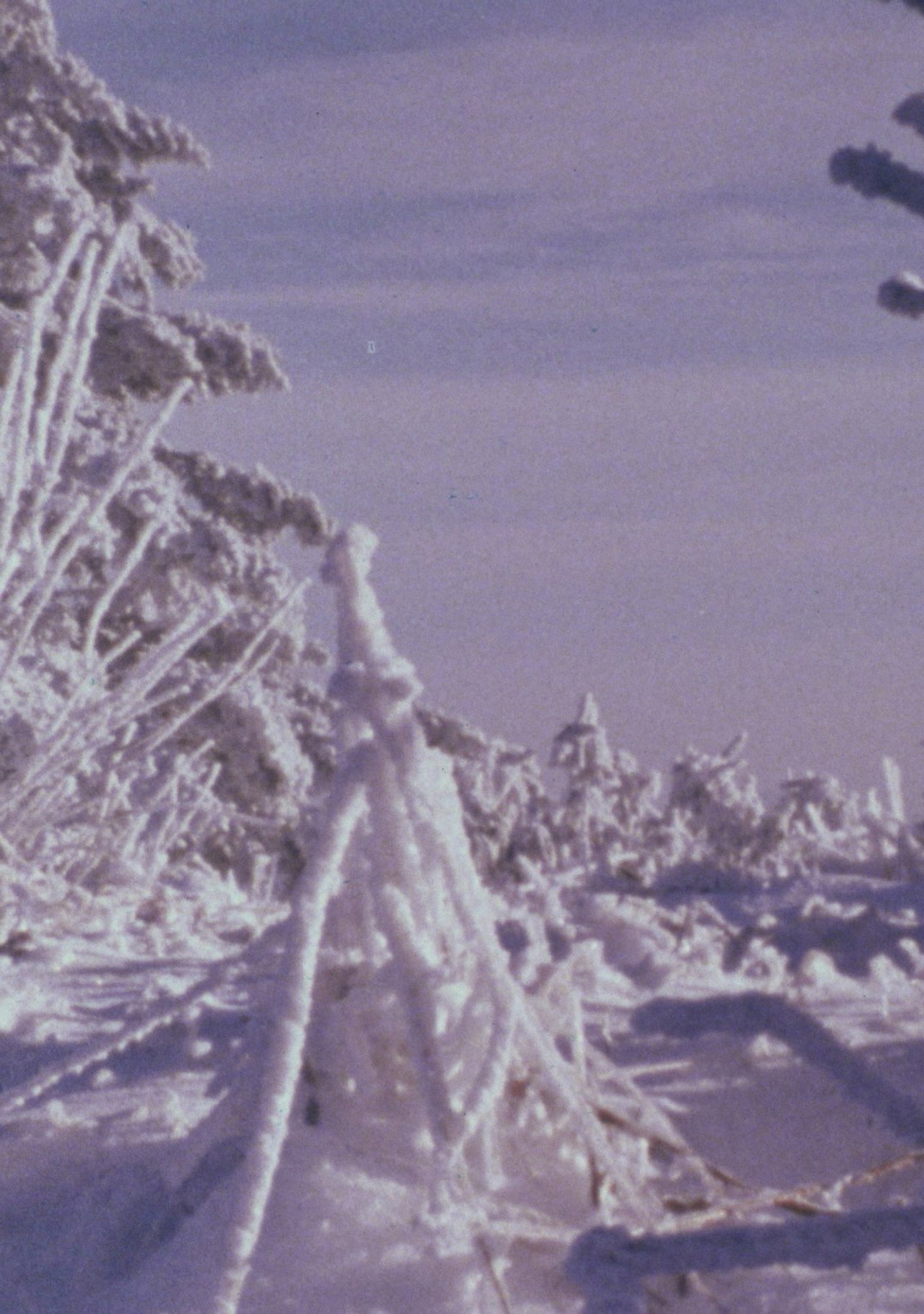 Roan Mountain Eulogy filmaffisch