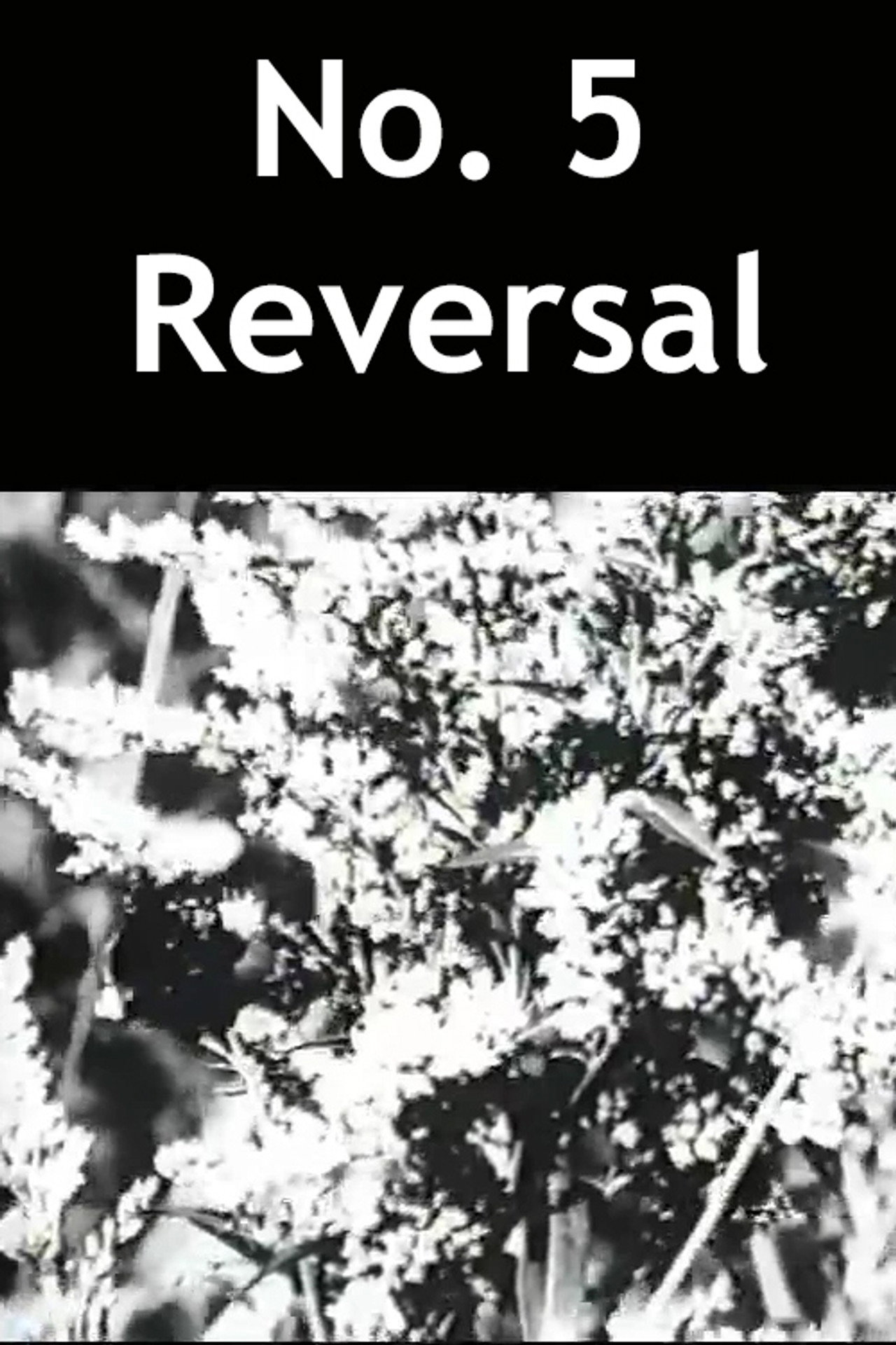 No. 5 Reversal filmaffisch