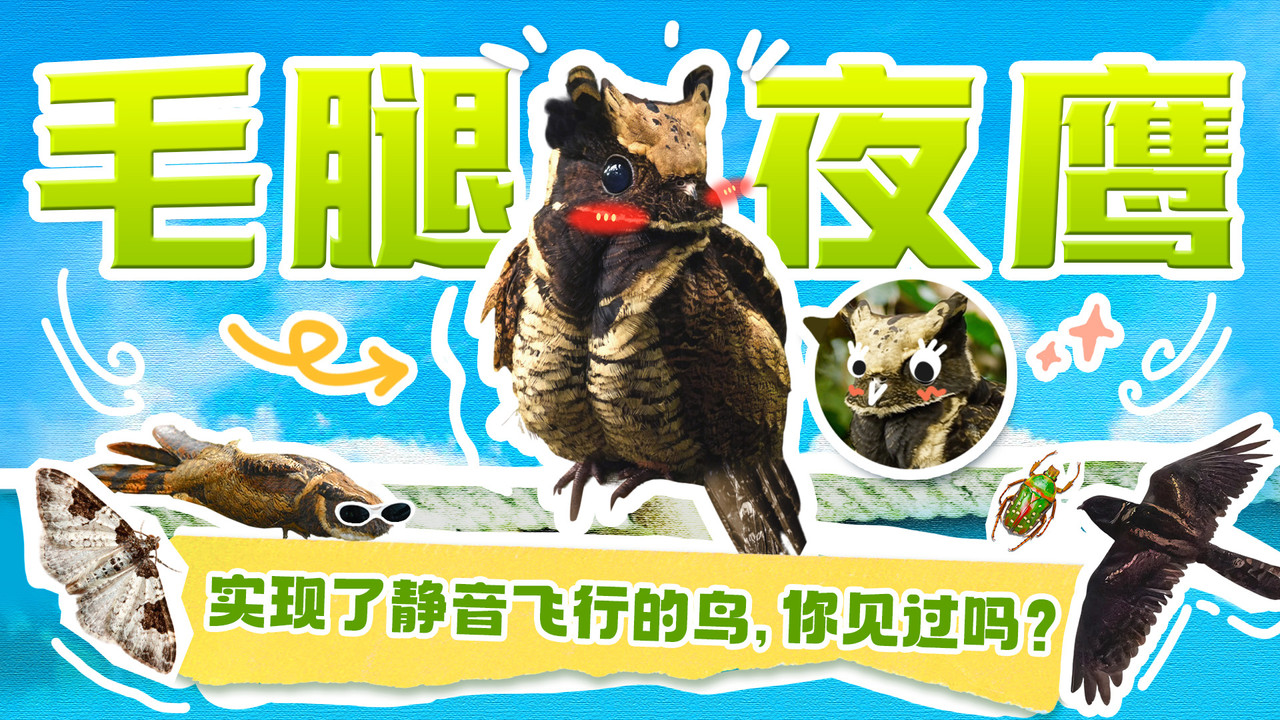 斑马百科探索 — Épisode 38