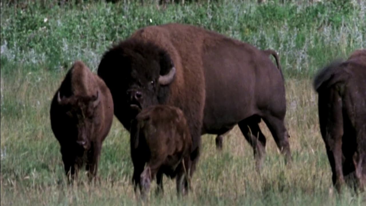 Scen från The Great Buffalo Saga