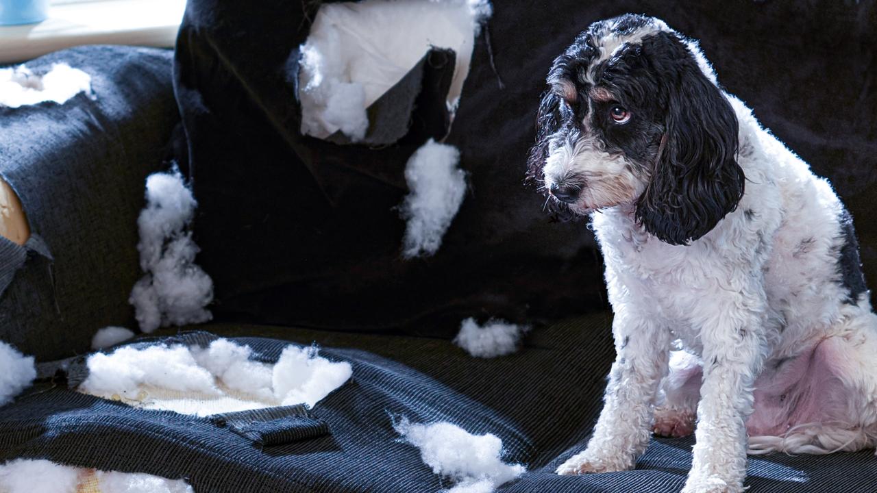 Bad Dog!
