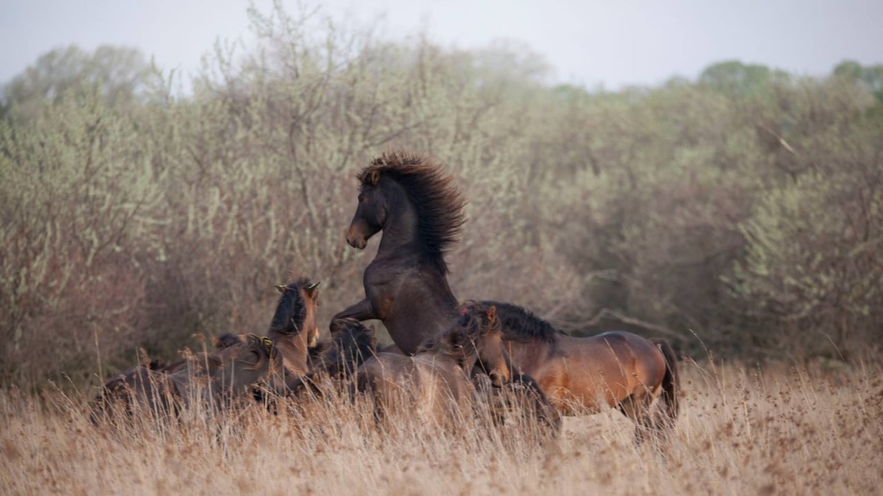 Scen från Untamed Romania