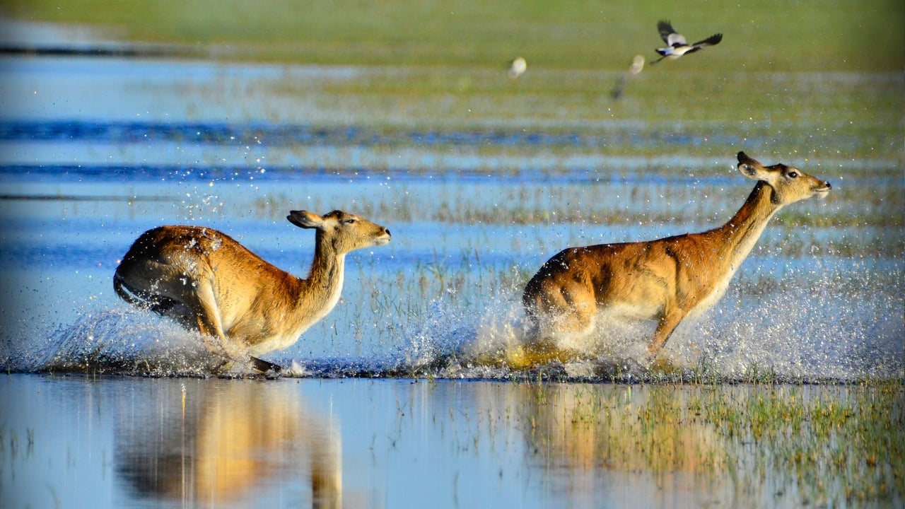 Wild Africa: Rivers of Life background