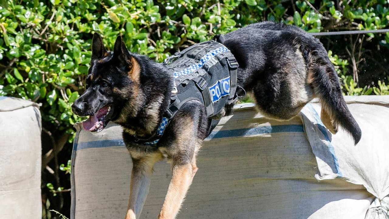 Dog Squad — Épisode 7