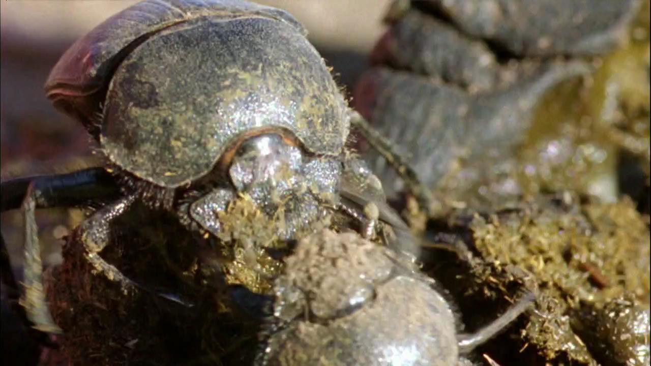 World's Weirdest — Épisode 4